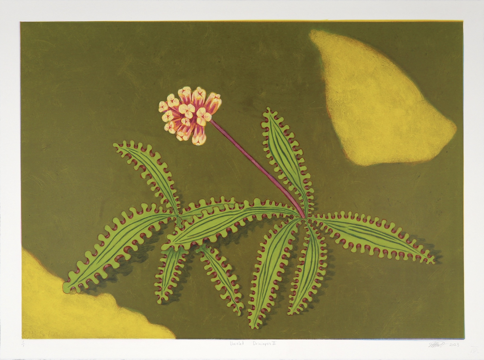 Simon Attwood monotype showing drimiopsis plant in flower