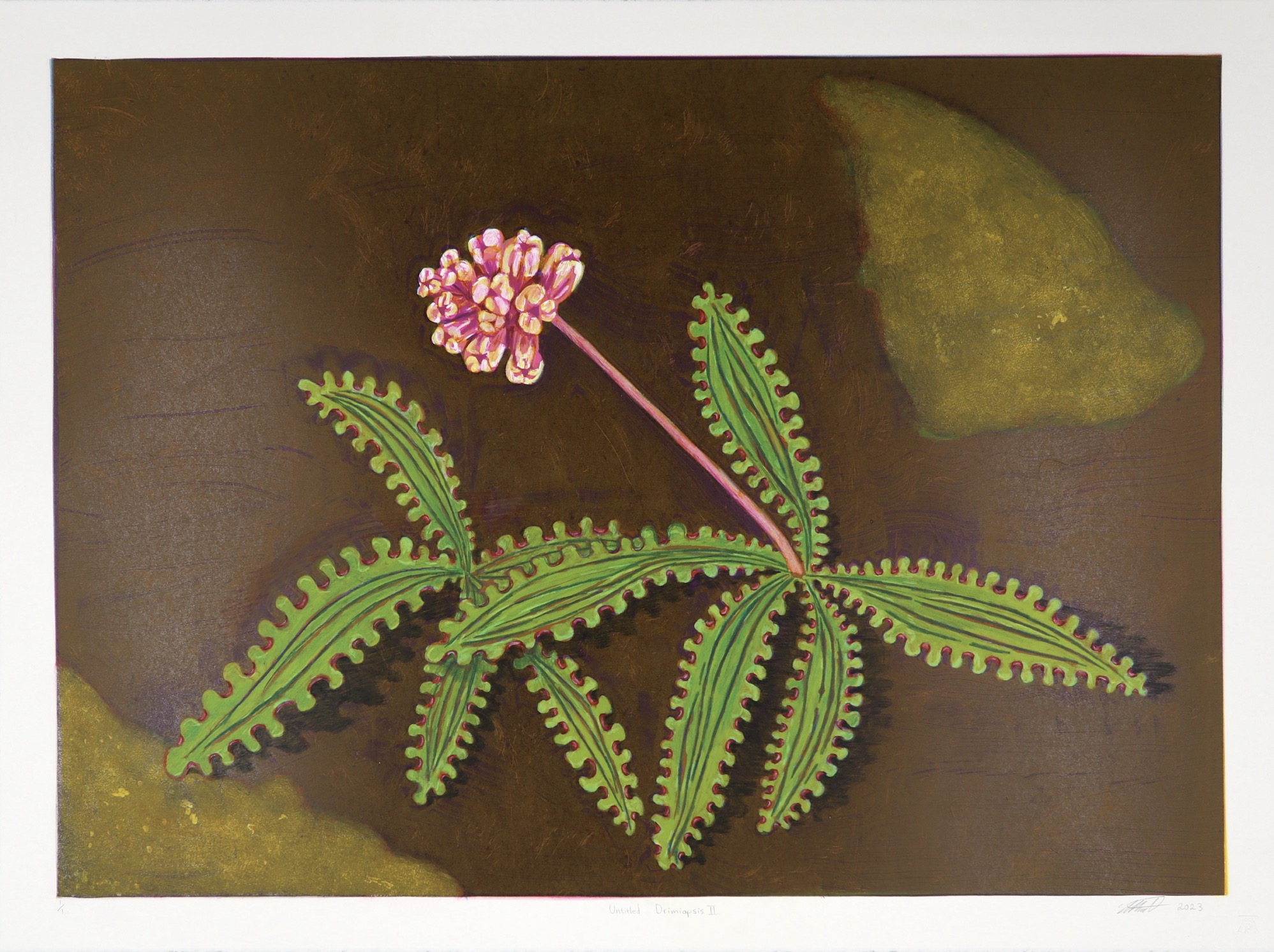 Simon Attwood Monotype drimiopsis plant in flower